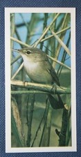 REED WARBLER   Vintage Colour Photocard  QC02