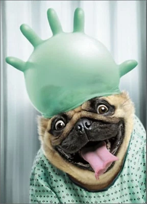 Get Well Greeting Card - Dog with Surgical Glove - Image 1 of 2