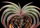 Aloe suprafoliata exotic cacti xeriscaping succulent rare cactus seed 25 SEEDS