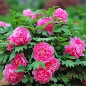 20 TREE PEONY Mountain Paeonia Suffruticosa Arborea Color Mix Flower Shrub Seeds - Picture 1 of 15