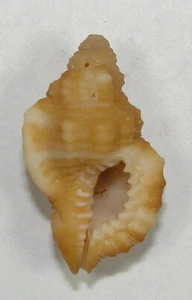 CYMATIUM OCCIDENTALIS 27.05mm BEAUTIFUL SPECIMEN South Shore, Bermuda - Picture 1 of 2