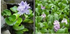 10 Water Hyacinth Live Aquarium/Floating/Aquatic/ KOI Goldfish Pond  SML