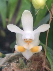 Phal. thailandica Orchidee - SEHR ELEGANZ ! NEU ! JETZT KAUFEN !!