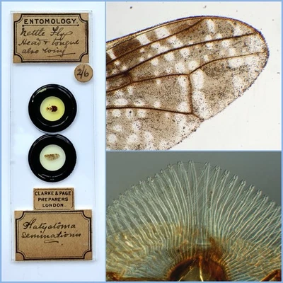 Rare Double Cell Clarke & Page Antique Microscope Slide. Nettle Fly Head & Wing - Image 1 of 4
