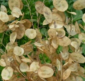 MONEY PLANT SEEDS 50+ Lunaria Biennis  BIENNIAL flower GARDEN FREE SHIPPING - Picture 1 of 2