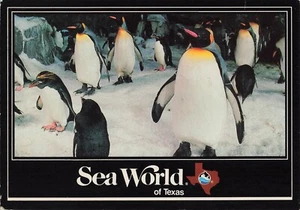Sea World Penguins San Antonio Texas TX Vintage Postcard - Picture 1 of 2