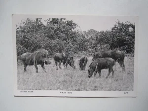 TARJETA POSTAL UGANDA GAME WART HOG - Imagen 1 de 2