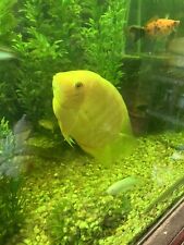Live Cichlid fish-Gold Severum 6”