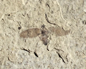 1 March fly • Plecia pealei • Kemmerer, Wyoming - Picture 1 of 6