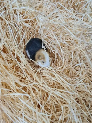 PACKING4U Holzwolle extrem Fein BIO Polsterwolle Nestwolle Euterwolle Einstreu Deko TOP