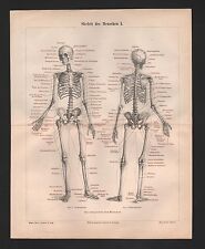 Lithografie 1890: Skelett des Menschen I/II. Becken Knochen Schädel
