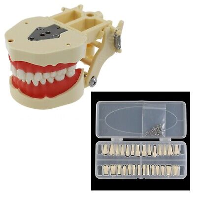Frasaco ANA-4 Dental Typodont Model 28PC Teeth Soft Gingiva Replacement Practice • 47.99£