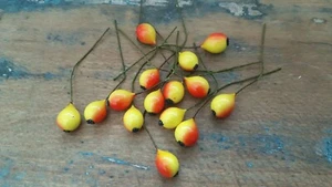 ♡Alte Staubblätter Staubgefäße Staubfäden Früchte gelb rot 15 Stück♡ - Picture 1 of 2