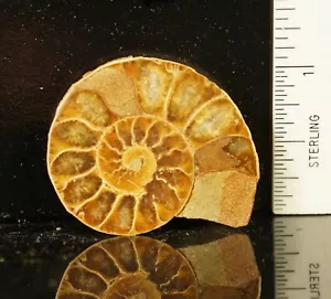 Fine coppia FOSSILE DI AMMONITE (#17 e 18) Madagascar - Foto 1 di 4