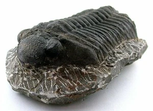 LARGE 1 LB 14.4 OZ REPRODUCTION TRILOBITE FOSSIL HOST ROCK MOROCCO EBS8746 - Picture 1 of 5