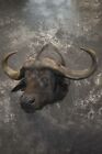 African Cape Buffalo Taxidermy Mount For Sale Sku 1858