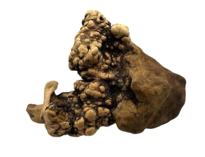 Natural Burl Wood Knot Decor Nature 1.2 lbs 7.5” X 6” - Picture 1 of 7