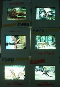 Lot of 6 Original Vintage 35mm Kodak Photo Color Slides Animals Kodachrome '90's - Picture 1 of 10