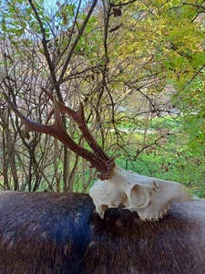 Roe Deer Roebuck Deer Skull With Antlers Anatomy Science Education Taxidermy - Picture 1 of 7