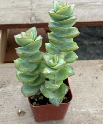 SUCCULENT ~ Crassula perforata ~String of Buttons~ (1) 1" LIVE ROOTED PLANT - Image 1 of 2