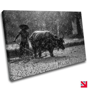 BUFFALO ANIMAL FARMING GREYSCALE CANVAS Wall Art Picture Print - Picture 1 of 3
