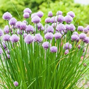CHIVES 30 FRESH HERB SEEDS FREE USA SHIPPING