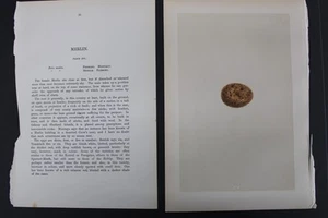 Birds, Nests, Eggs, F.O.Morris, 1875 - Picture 1 of 3