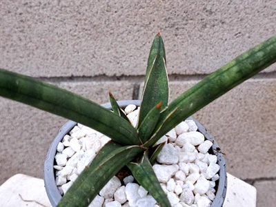Sansevieria Ballyi Hybrid Large Clone Plant Houseplant Succulent - Image 1 of 4