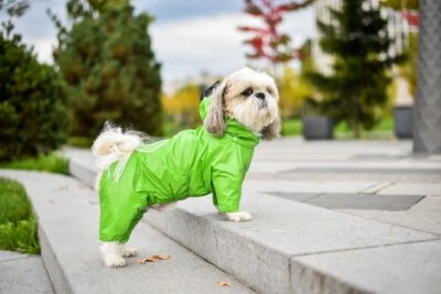 Dino Dog Raincoat - pet clothes for small, mid, and large size dogs - Image 1 of 4
