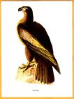 Bald Eagle Audubon Birds Of America Color Printroger Tory Peterson1950s