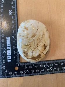 Large Polished Bivalve Fossil Jurassic Madagascar 100% Genuine (Box B6) - Picture 1 of 12