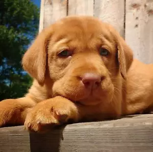 2OZ DOG PUPPY dewormer Wormer Simple dosages VET QUALITY VERY SAFE PRODUCT! - Picture 1 of 8
