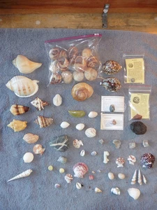 Mixed Lot of Sea Shells Some Exotic Rocks Agate Fossil Coral Clam Snail Shell - Picture 1 of 9