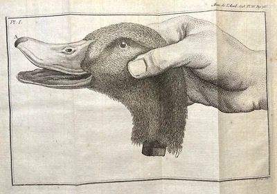 Antigua ilustración zoológica grabada de 1748 cabeza de pato sosteniendo a mano Foto 1 de 4