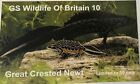 None RSPB Badges GS Collection Great Crested Newt