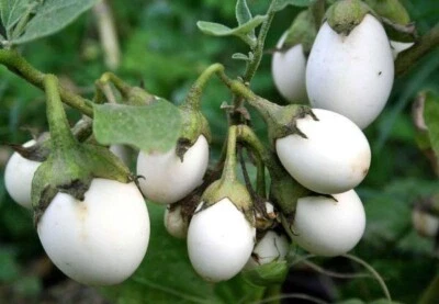 20 + White Egg Plant Seeds / Rare / Organic / Vegetable Garden - Image 1 of 2