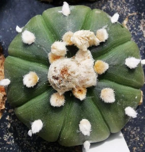 Astrophytum asterias selected - Picture 1 of 1