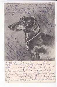 KÜNSTLERKARTE , DACKEL , TECKEL , DACHSHUND , 1903 - Picture 1 of 2