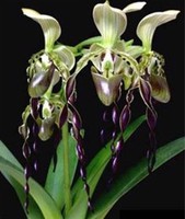 Cereus Peruvianus Montrose Night Blooming Cactus Fig Edible Fruit Seed 60 Seeds Ebay