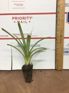 White Jade Pineapple - Live Plant - Picture 1 of 3