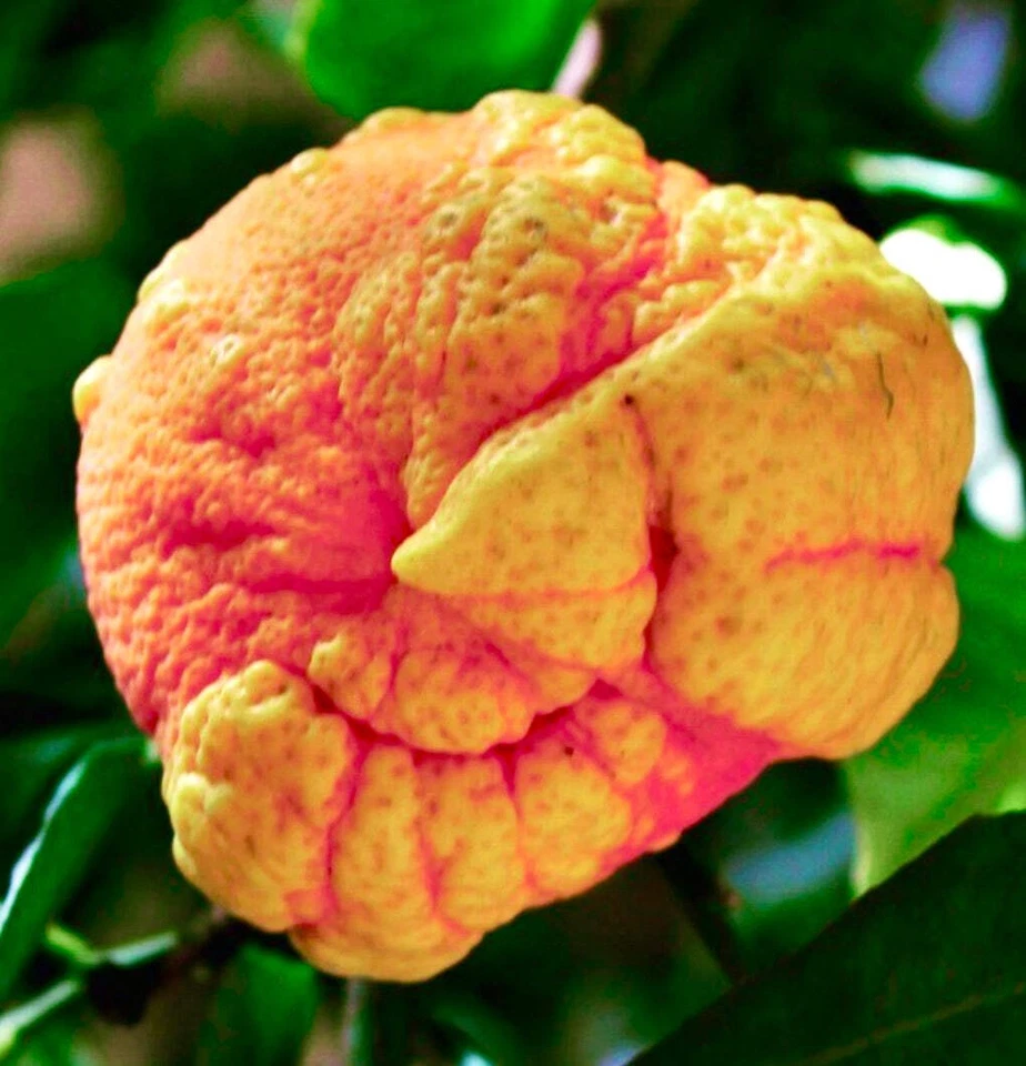 Citrus aurantium cv 'Picasso' | Bitter orange | Seville orange - Naranja amarga - Imagen 1 de 1