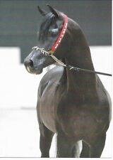 Arabian horse, DUAIG IBN ALIXIR, postcard