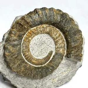 Charming Anetoceras Ammonite - Picture 1 of 8