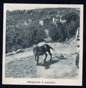 1947 -- DEPIQUAGE A CHEVAL DE TRAIT A BALAZUC 3M075 - Foto 1 di 1
