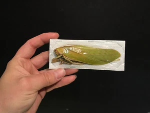 Entomologie / Insecte /Pseudophyllus hercules Femelle A1 !! VERY BIG!! - Imagen 1 de 1
