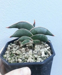 Plantas de interior enanas Sansiviera Rorida + certificado fitosanitario - Imagen 1 de 3