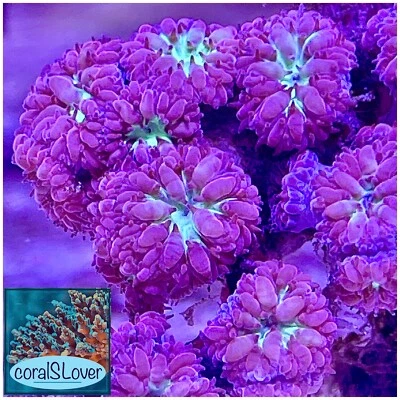 CORALSLOVER Blastomussa Merletti Aquaculture Saltwater LPS Coral. Grown in USA