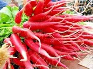 301+RED Arrow RADISH Seeds Organic Mild Sweet Container Vegetable Garden Easy - Picture 1 of 8