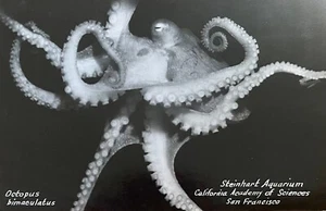 OCTOPUS, Steinhart Aquarium, San Francisco, California Academy of Sciences, Mint - Bild 1 von 2
