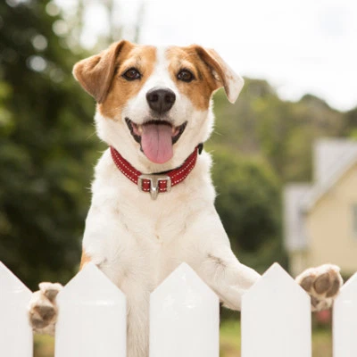 Collar para perro Rogz - Collar de liberación elástica de seguridad - mediano/grande/extra grande Foto 1 de 4
